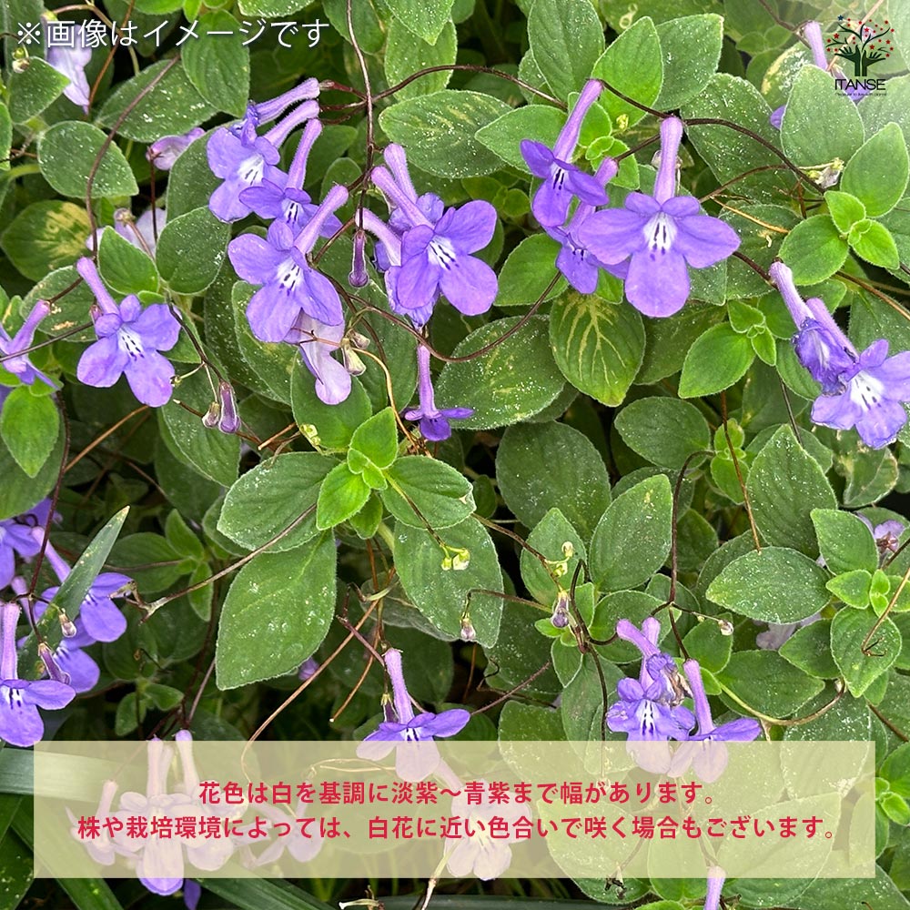 ストレプトカーパス ストレプトカーパスの育て方・栽培方法 | LOVEGREEN(ラブグリーン)