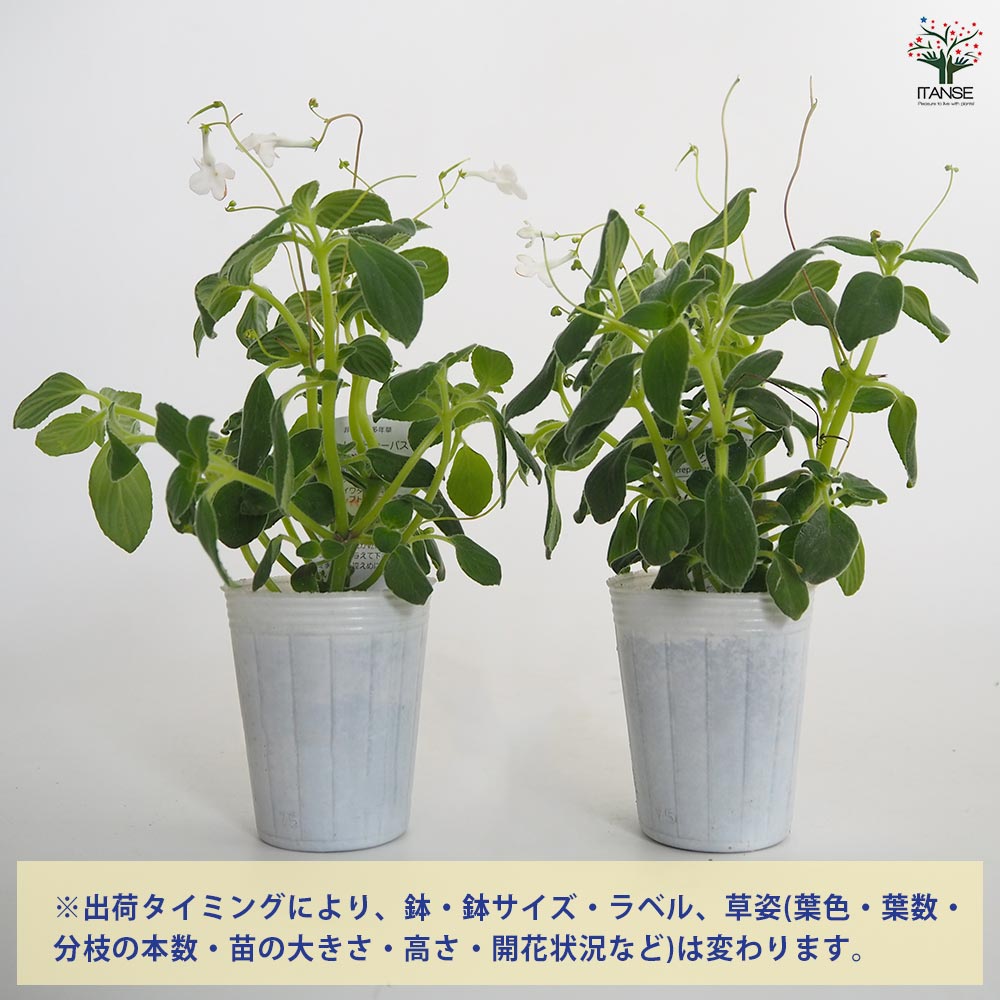 ストレプトカーパス サクソルム 【花苗 2.5号】｜ 【植物の