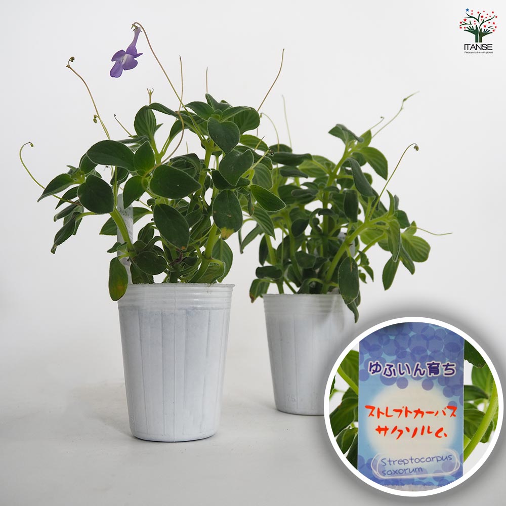 ストレプトカーパス サクソルム 【花苗 2.5号】｜ 【植物の