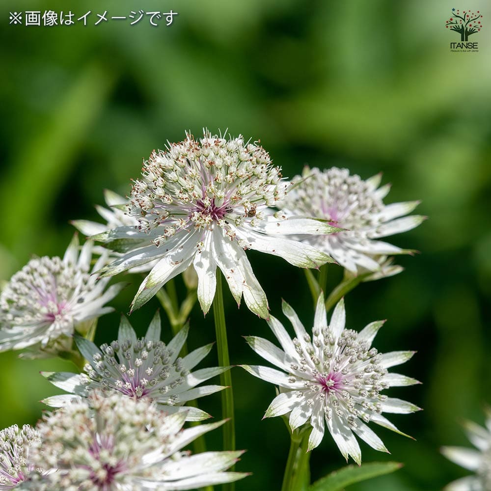 アストランティア マヨール 【花苗 3号】｜ 【植物のITANSE