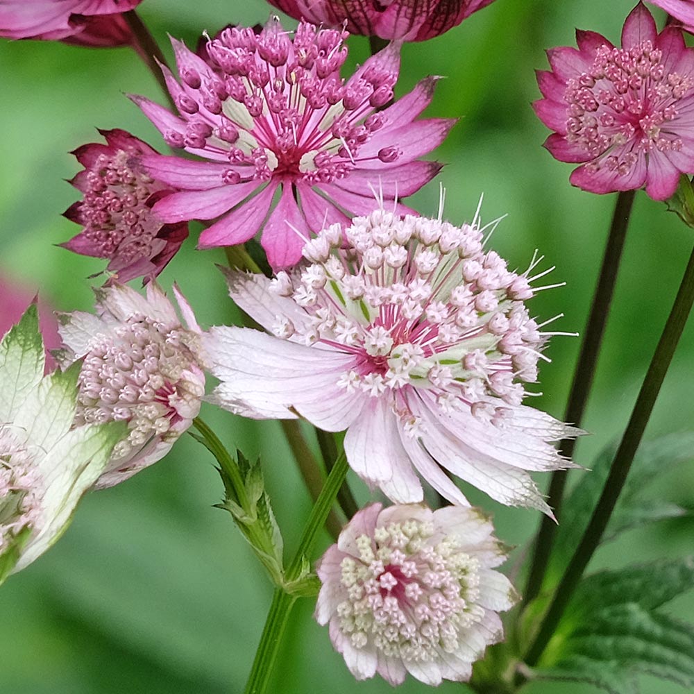 アストランティア苗　斑入り アストランティア苗 斑入り アストランティア：ローマ3.5号ポット の