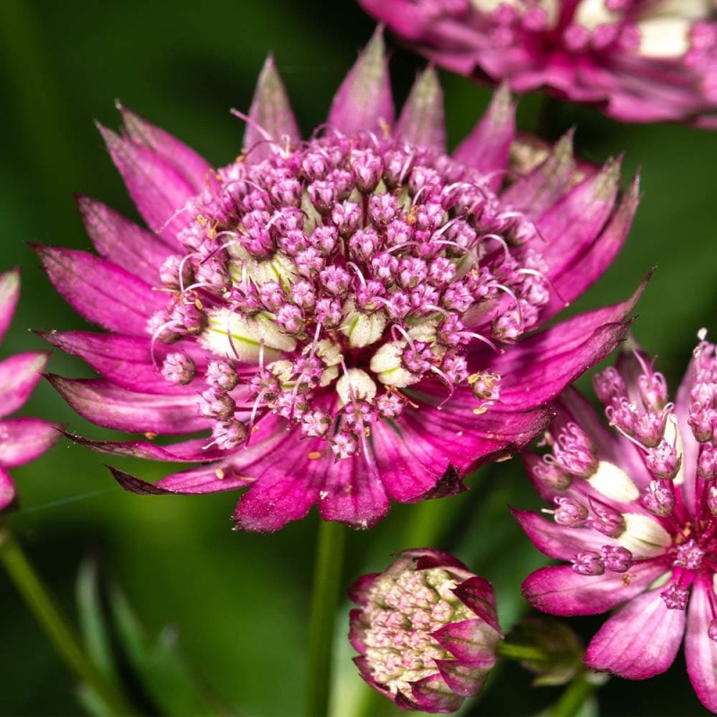 プロテア スサラ 【花木苗 6号／1個売り】｜ 【植物のITANSE