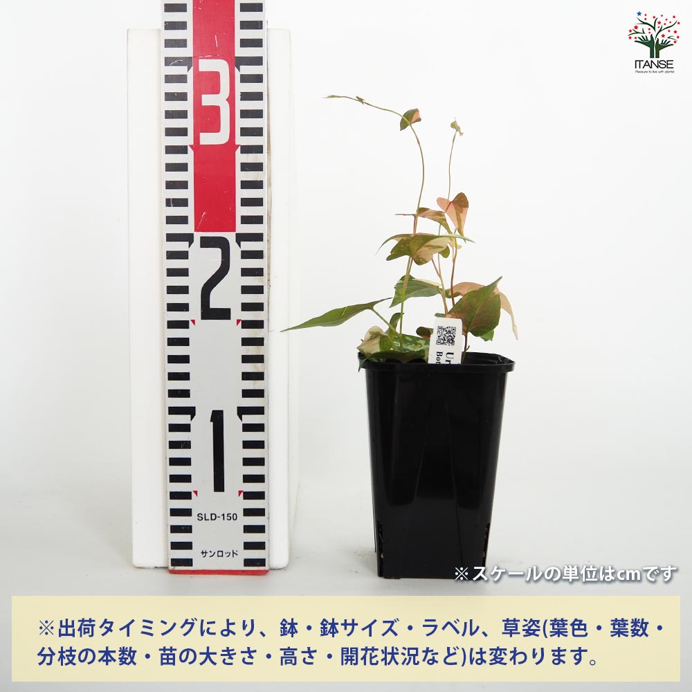 ファロピア マルチフローラバリエガータ 【花苗 3.5号／1個売り 
