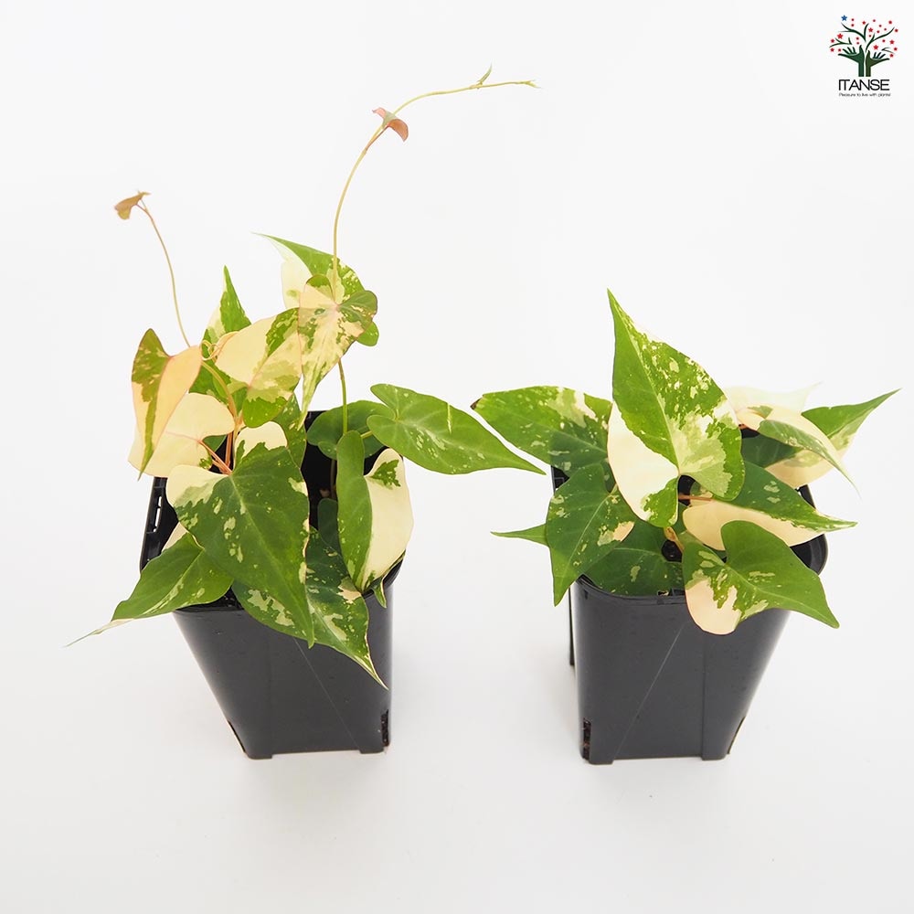 ファロピア　マルチフローラ　バリエガータ☆斑入り☆希少☆B ファロピア：マルチフローラ バリエガータ 3.5号ポット の通販