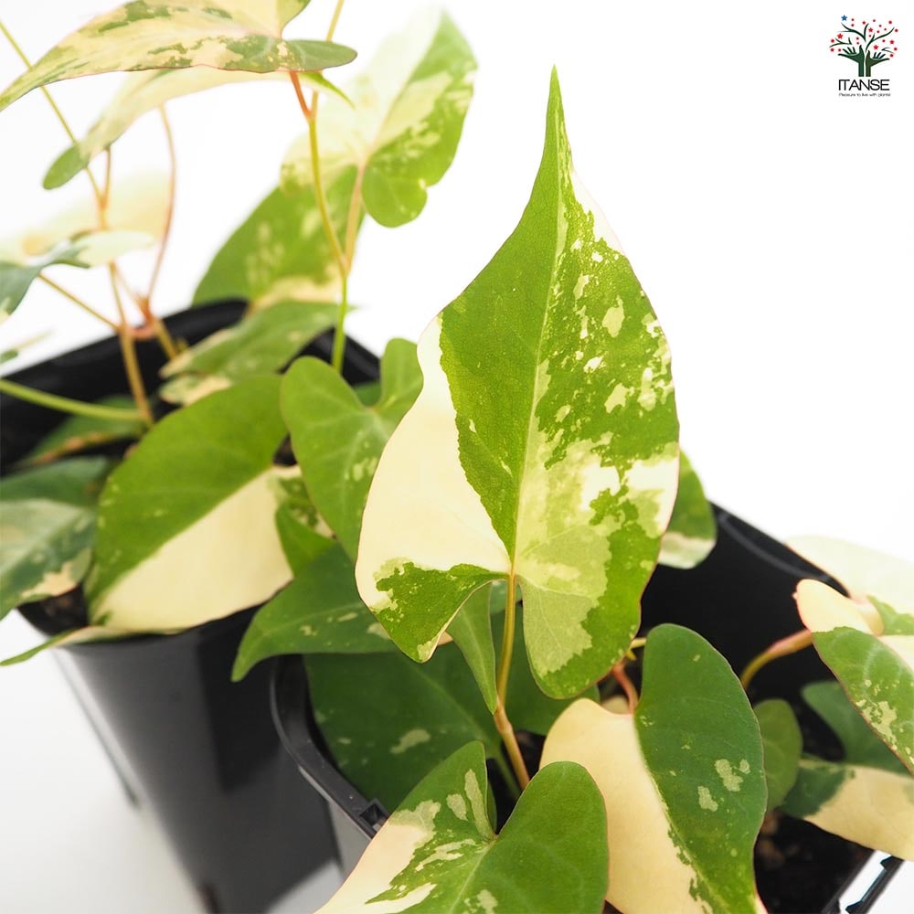 ファロピア マルチフローラバリエガータ 【花苗 3.5号／1個売り