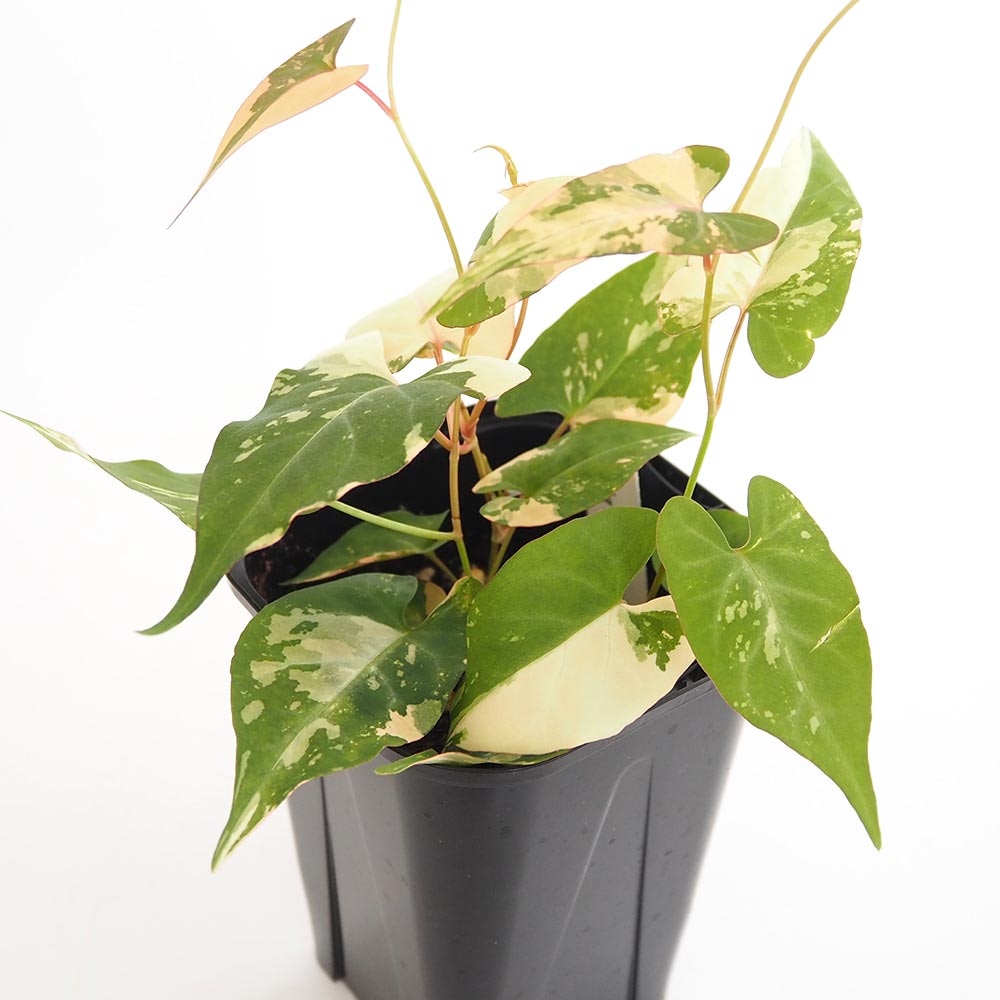 ファロピア マルチフローラバリエガータ 【花苗 3.5号／1個売り