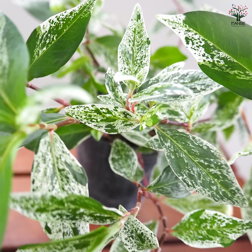 ペルシカリア 雪桜 【花苗 2.5号】｜ 【植物のITANSE】全品送料