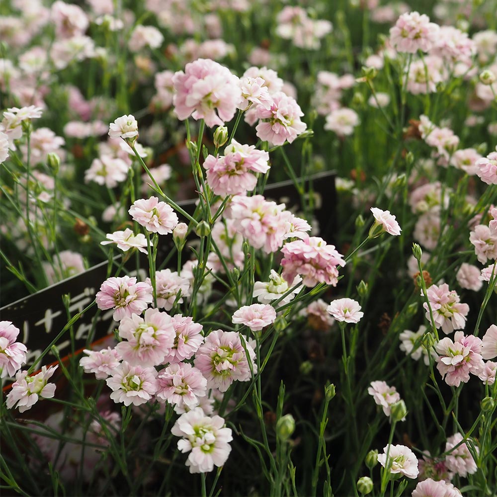 ハリナデシコ スターダスト 【花苗 2.5号】