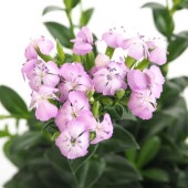 フジナデシコ サマーラベンダー 【花苗 3.5号】|花苗