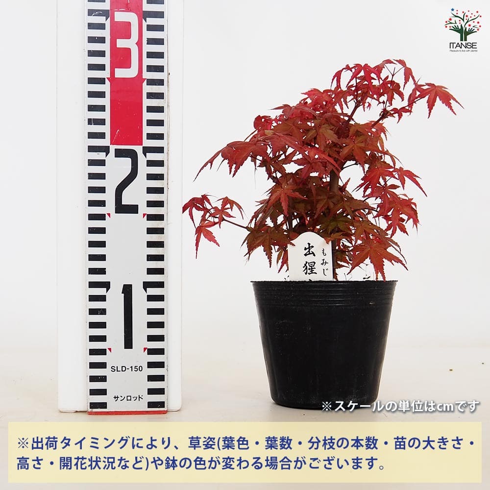 モミジ(カエデ)の苗木 出猩々(デショウジョウ) 【花木苗 4.5号／1個