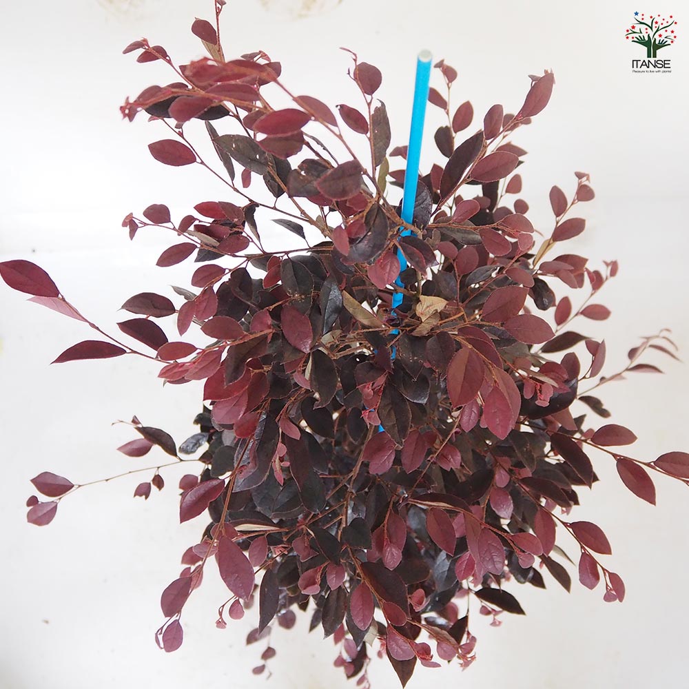 ベニバナトキワマンサク 【花木苗 6号／1個売り】｜ 【植物の