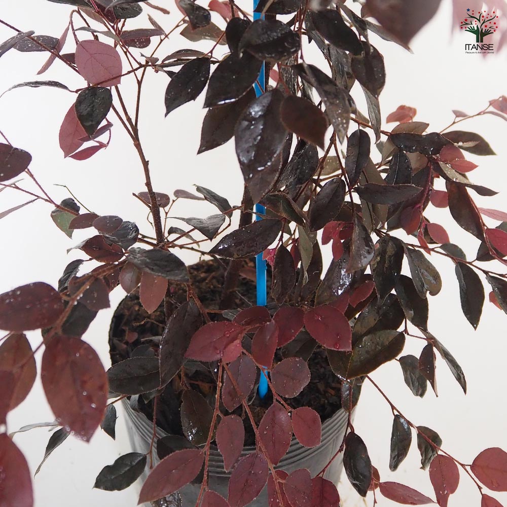 ベニバナトキワマンサク 【花木苗 6号／1個売り】｜ 【植物の