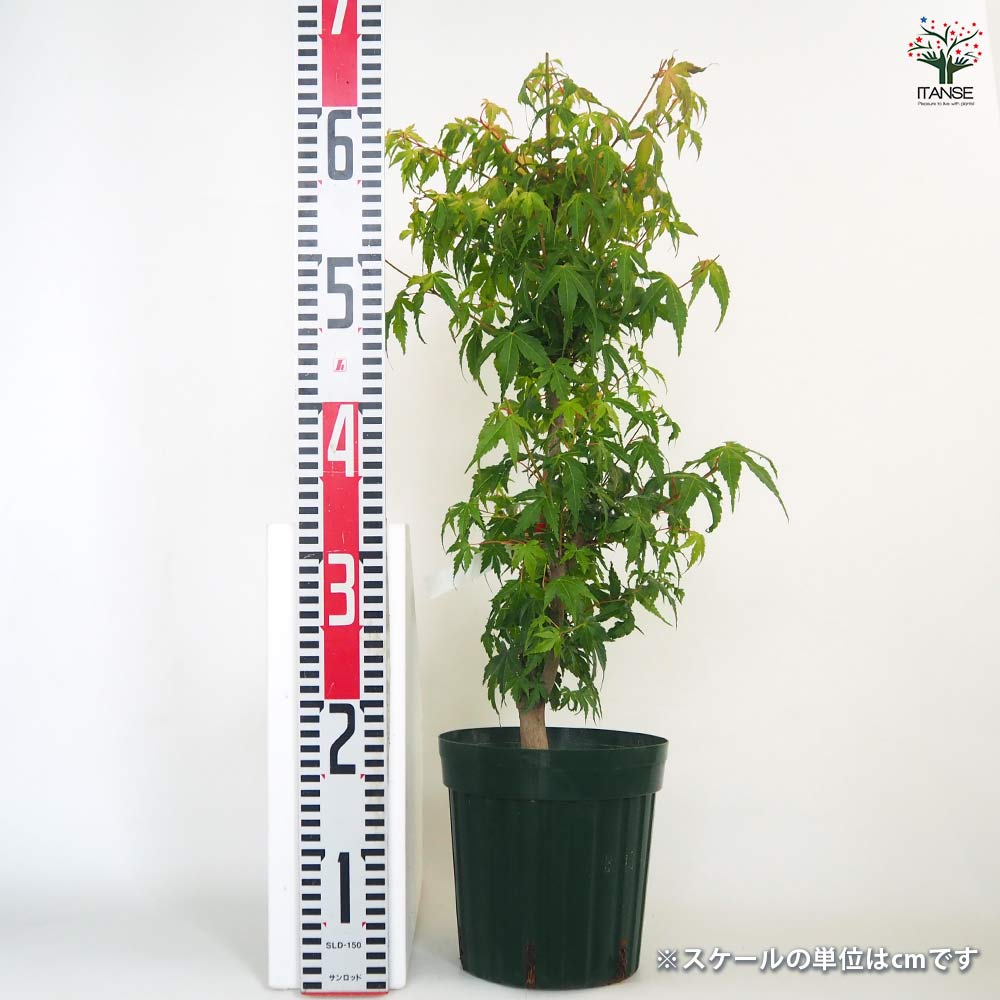 モミジ(カエデ)の苗木 出猩々(デショウジョウ) 【花木苗 6号／1個売り