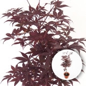 モミジ(カエデ)の苗木 猩々(ショウジョウ) 【花木苗 6号／1個売り】|植木・花木