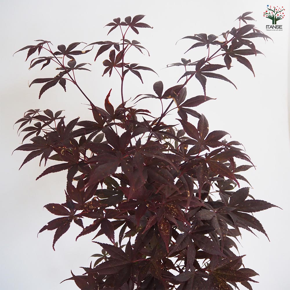 モミジ(カエデ)の苗木 猩々(ショウジョウ) 【花木苗 6号／1個売り