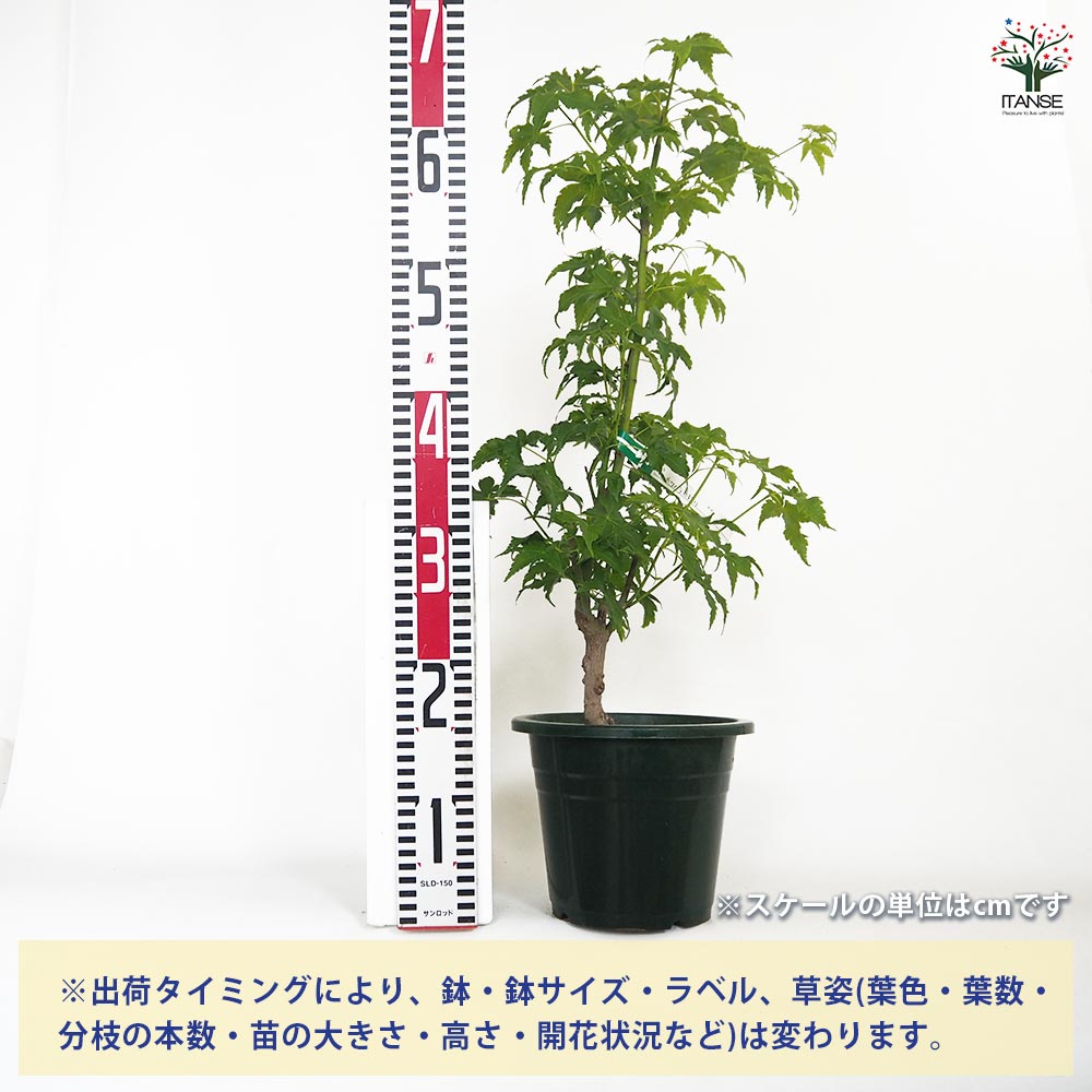 モミジ(カエデ)の苗木 カワハラミドリ 【花木苗 6号／1個売り