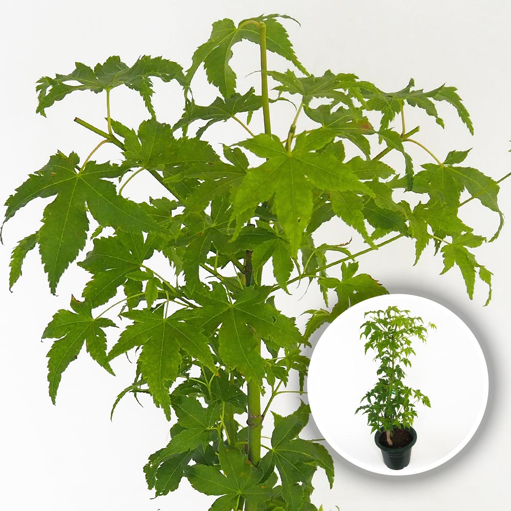 モミジ・カエデ｜【植物のITANSE】全品送料無料・即出荷!