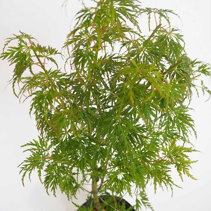 ローズマリー アブラクサス 10.5cm2個～【おうちで簡単！育てやすい