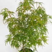 モミジ(カエデ)の苗木 青竜(セイリュウ) 【花木苗 6号／1個売り】|植木・花木