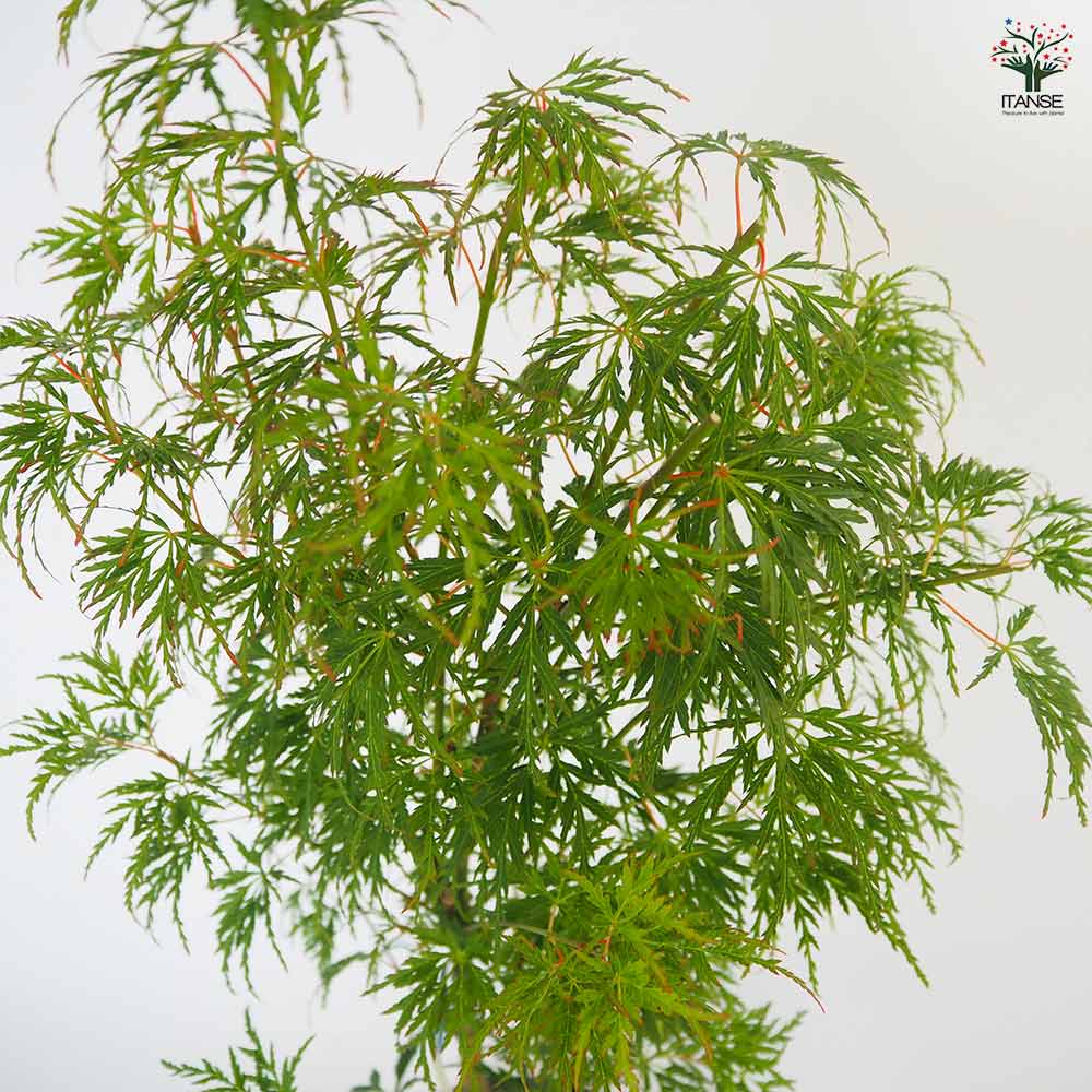 モミジ(カエデ)の苗木 青竜(セイリュウ) 【花木苗 6号／1個売り