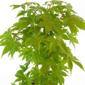 モミジ(カエデ)の苗木 大盃(オオサカズキ) 【花木苗 6号／1個売り】|植木・花木