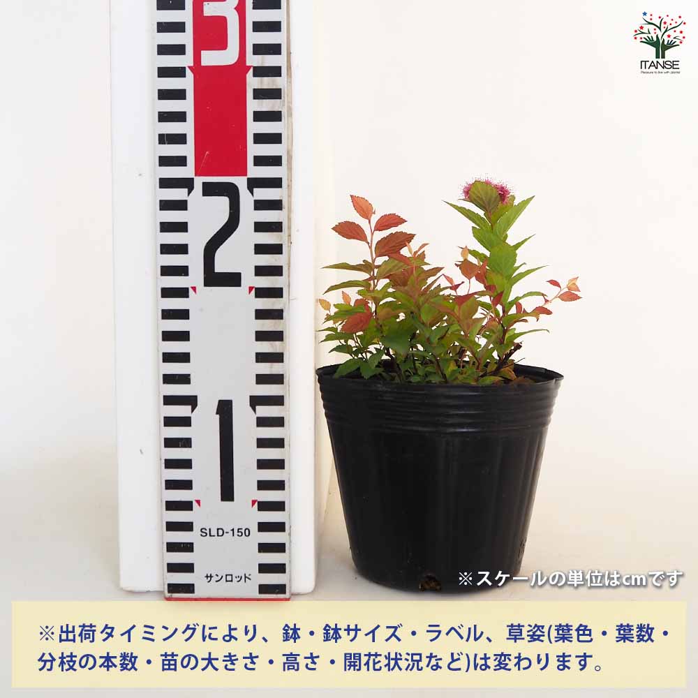 シモツケ ゴールドフレーム 【花木苗 4号】｜ 【植物のITANSE