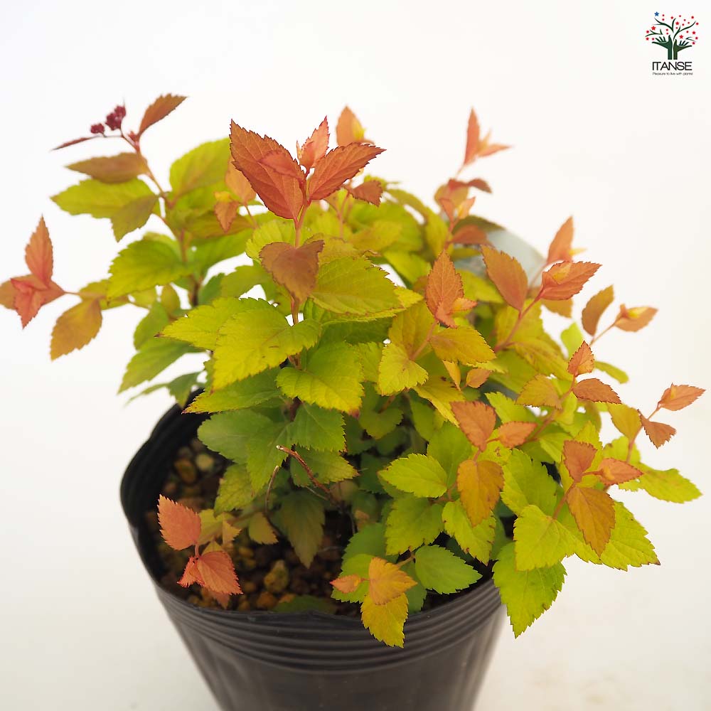 シモツケ ゴールドフレーム 【花木苗 4号】｜ 【植物のITANSE