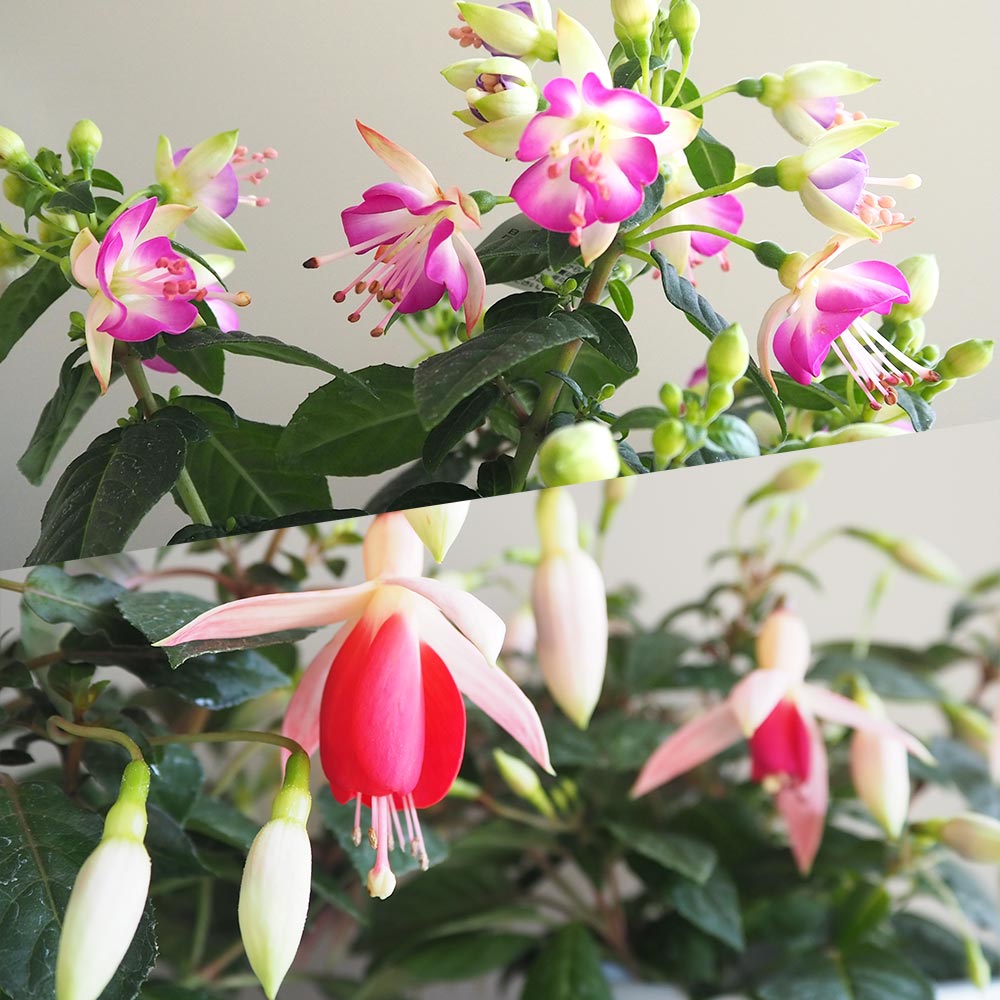 フクシア 品種花色MIX見計らい 【花木苗 4号】｜ 【植物のITANSE