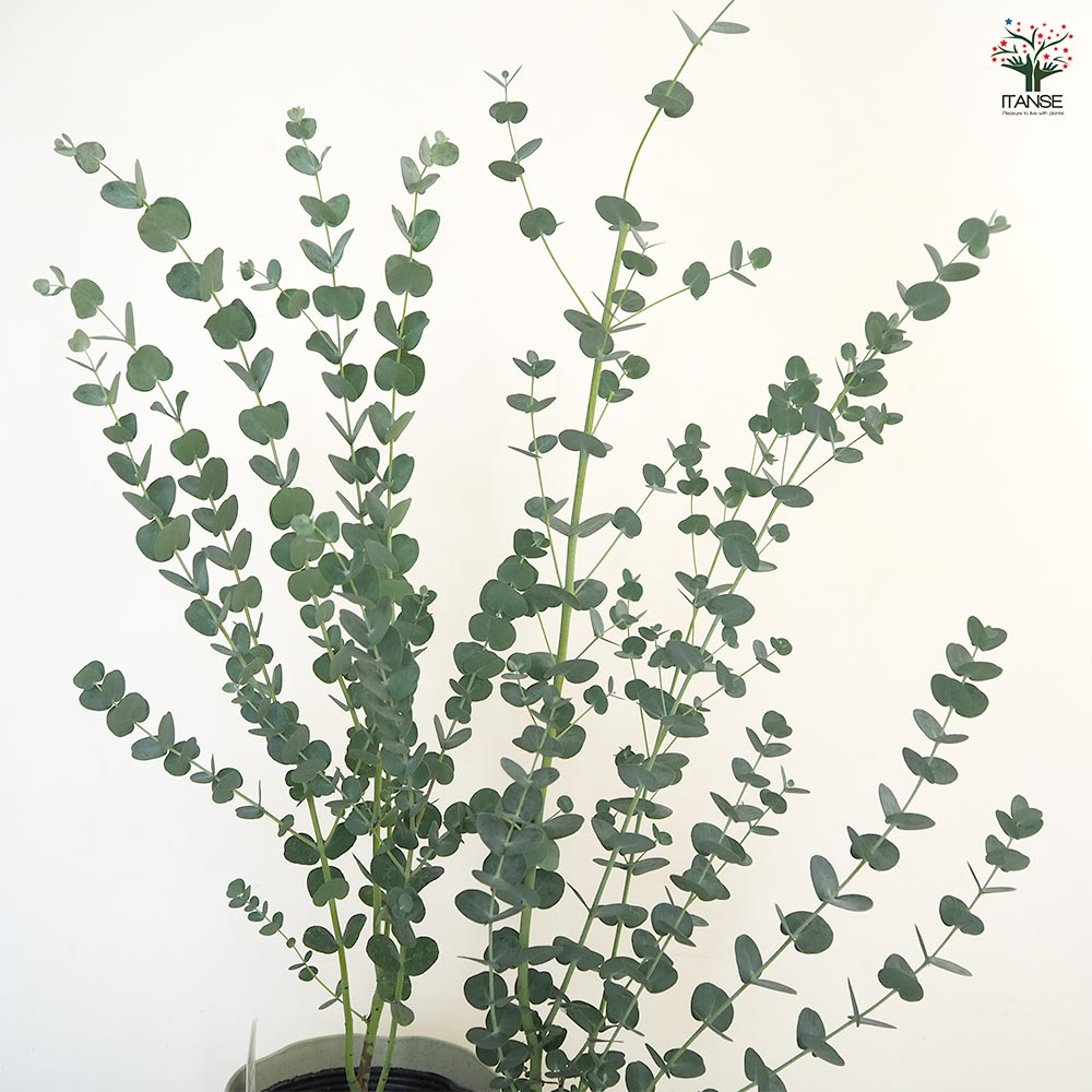 ユーカリ グニー 【花木苗 5号／1個売り】｜ 【植物のITANSE