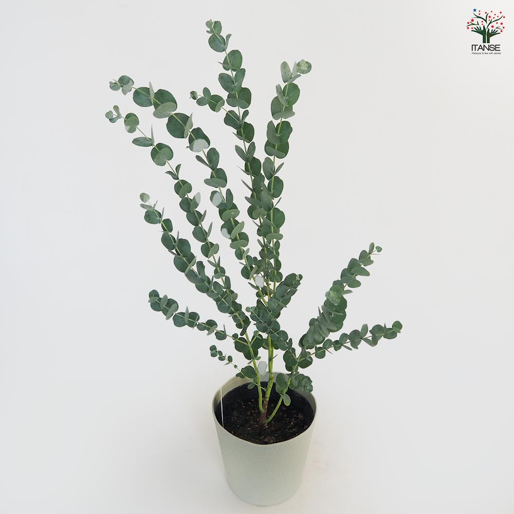 【SPRING SALE】④ユーカリ・グニー　仕立て苗♡ ユーカリ グニー【花苗3.5号ポット苗】｜ 【植物のITANSE】全品