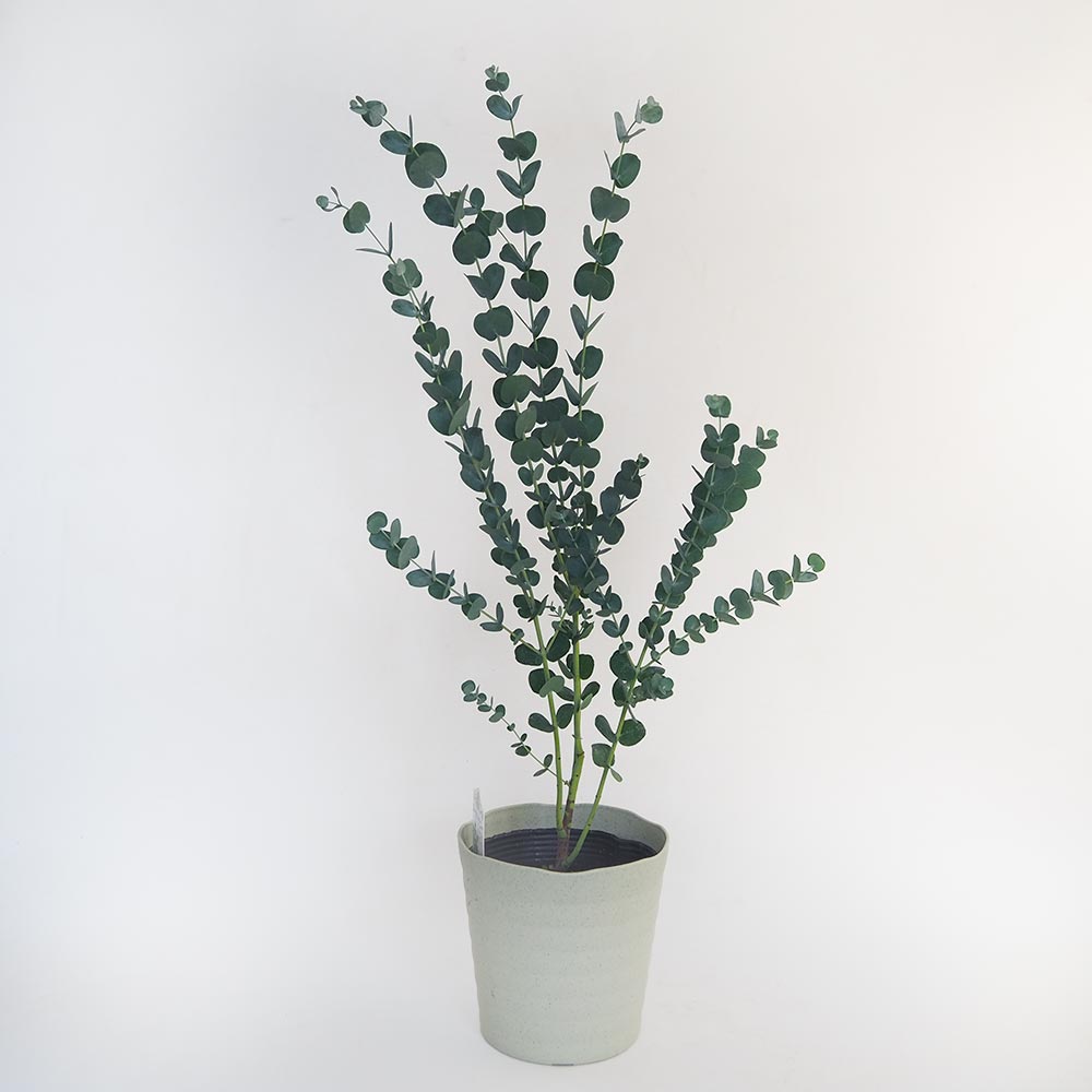 【SPRING SALE】⑤ユーカリ・グニー　仕立て苗♡ 000000013357_gj27s8N.jpg