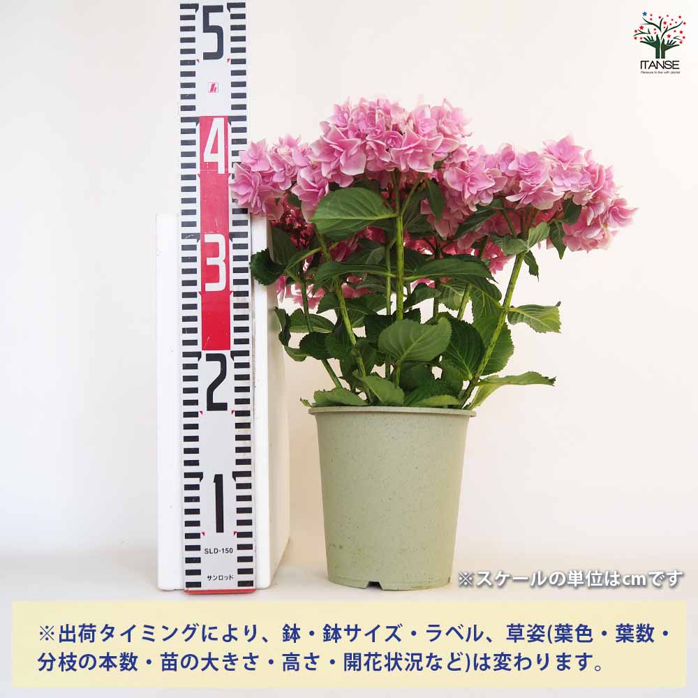 アジサイ コンペイトウスマイル ピンク 【花木苗 5号／1個売り