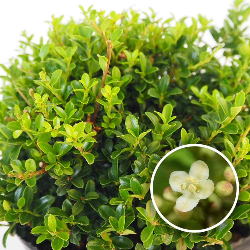 キンメツゲ 【花木苗 6号／1個売り】｜ 【植物のITANSE】全品