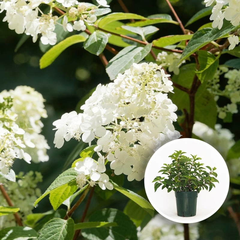 観葉植物 ユッカ(青年の木)【観葉植物 7号プラスチック鉢／1個売り