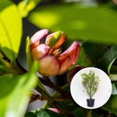 カラタネオガタマ ポートワイン 【花木苗 7号／1個売り】|植木・花木