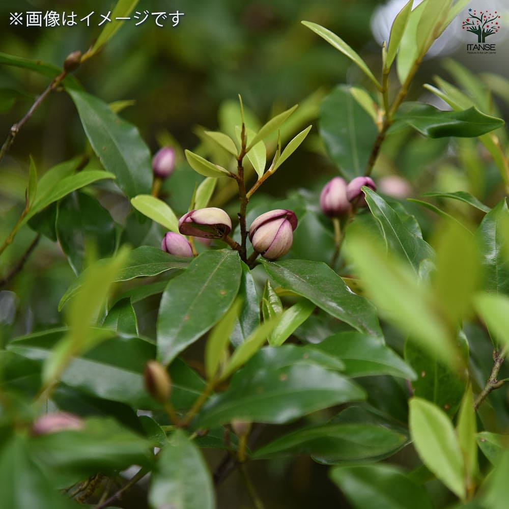 カラタネオガタマ ポートワイン 【花木苗 7号／1個売り