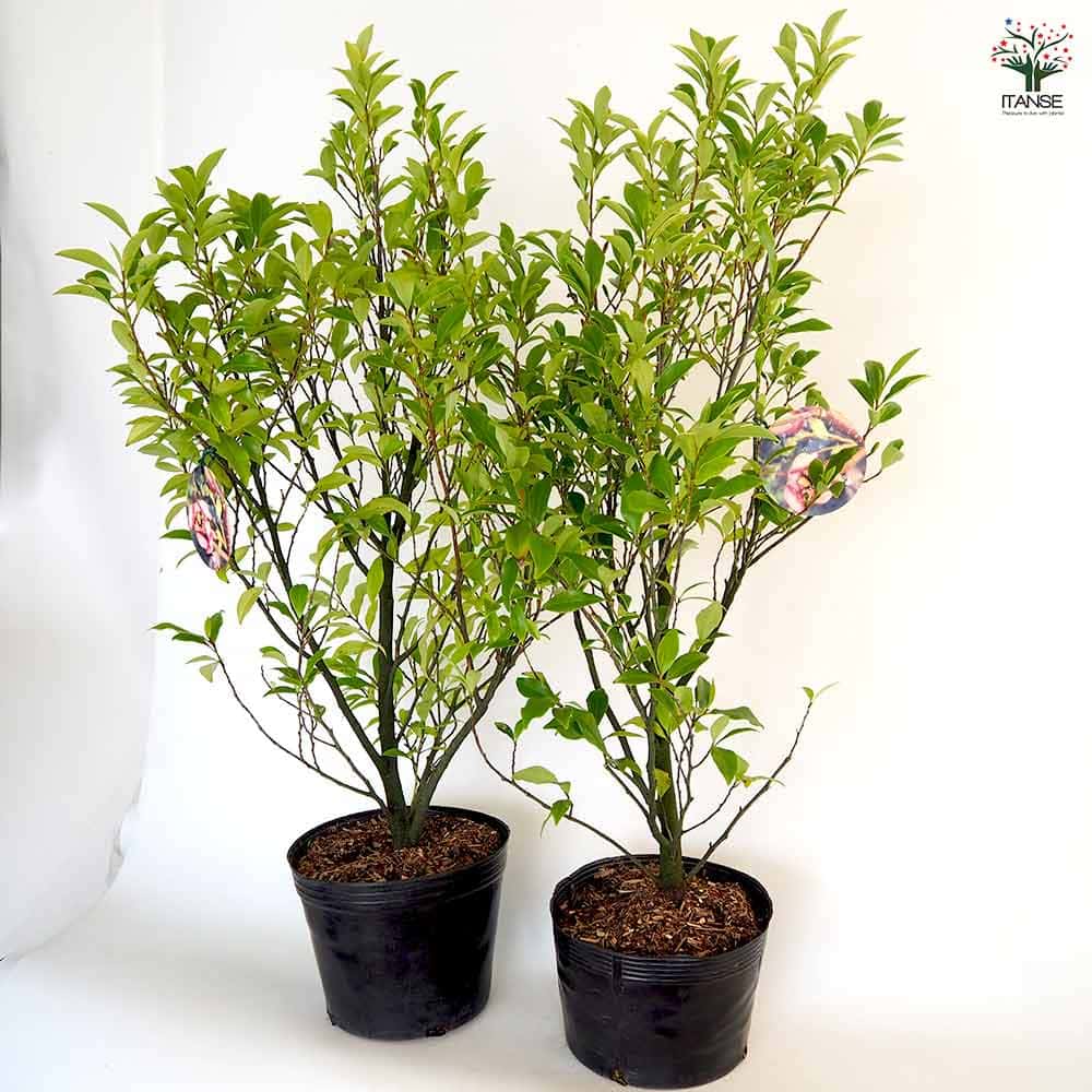 カラタネオガタマ ポートワイン 【花木苗 7号／1個売り
