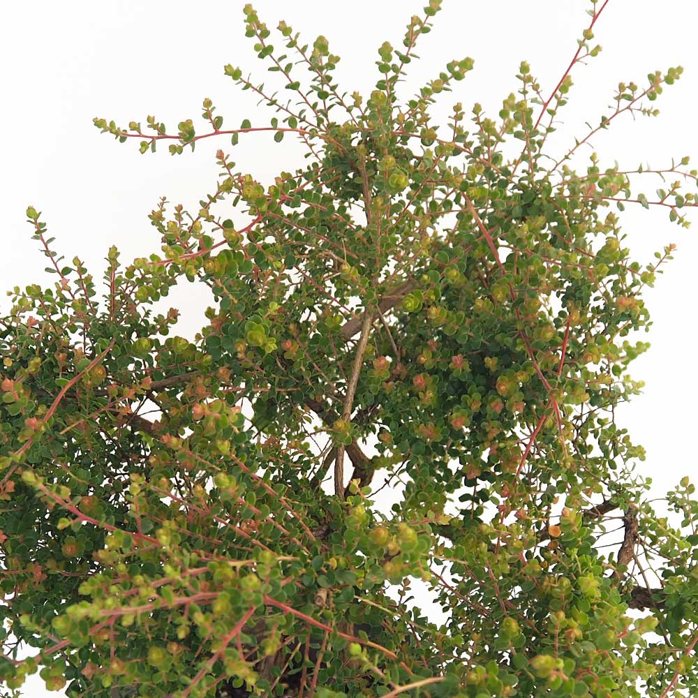 レプトスペルマム ジュリアンティーツリー 【花木苗 6号／1個売り】