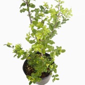 ピットスポルム シルバーシーン 【花木苗 6号／1個売り】|植木・花木