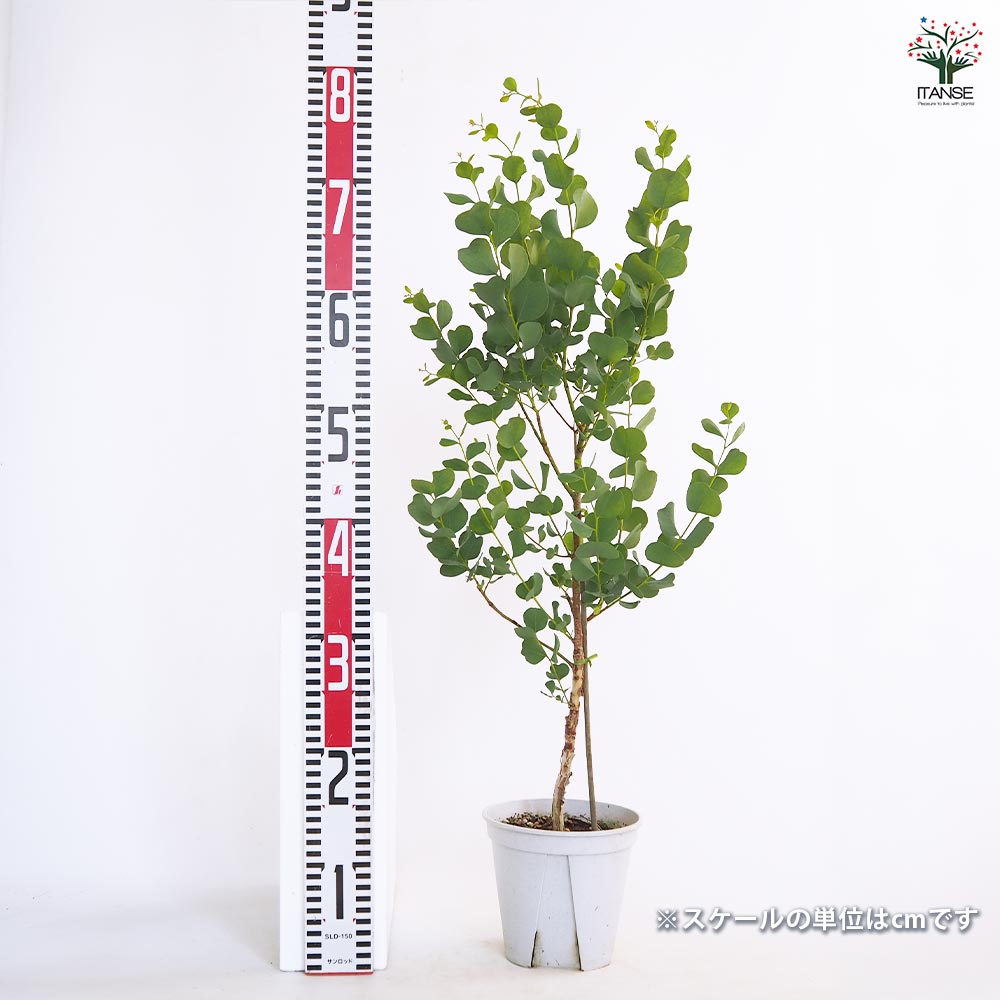 ユーカリ ディシペンス 【花木苗 5号／1個売り】｜ 【植物の