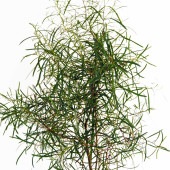 ユーカリ スワンプマレット 【花木苗 7号／1個売り】|植木・花木