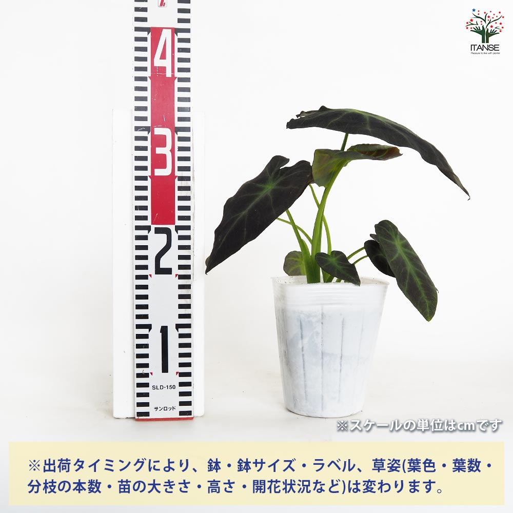 コロカシア イラストリス 【観葉植物 4.5号／1個売り】｜ 【植物の