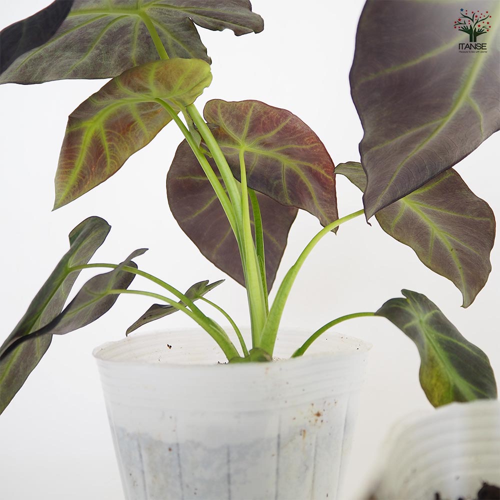 コロカシア イラストリス 【観葉植物 4.5号／1個売り】｜ 【植物の