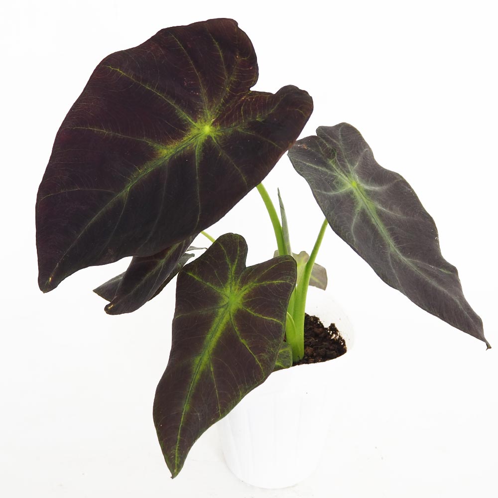 コロカシア イラストリス 【観葉植物 4.5号／1個売り】