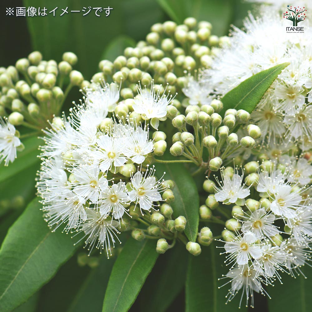 レモンマートル 【花木苗 3号】｜ 【植物のITANSE】全品送料無料