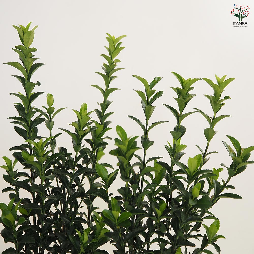 箱パンパン詰めます！ おまかせフレッシュグリーン もふもふ針葉樹