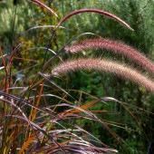パープルファウンテングラス 主木 【花木苗 3号】|植木・花木