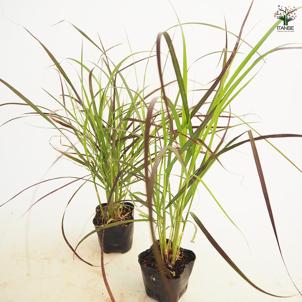 パープルファウンテングラス 主木 【花木苗 3号】｜ 【植物の