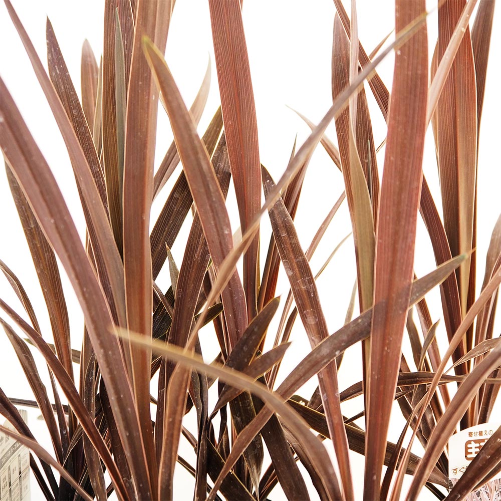 コルディリネ パープルスター 主木 【花木苗 3号】