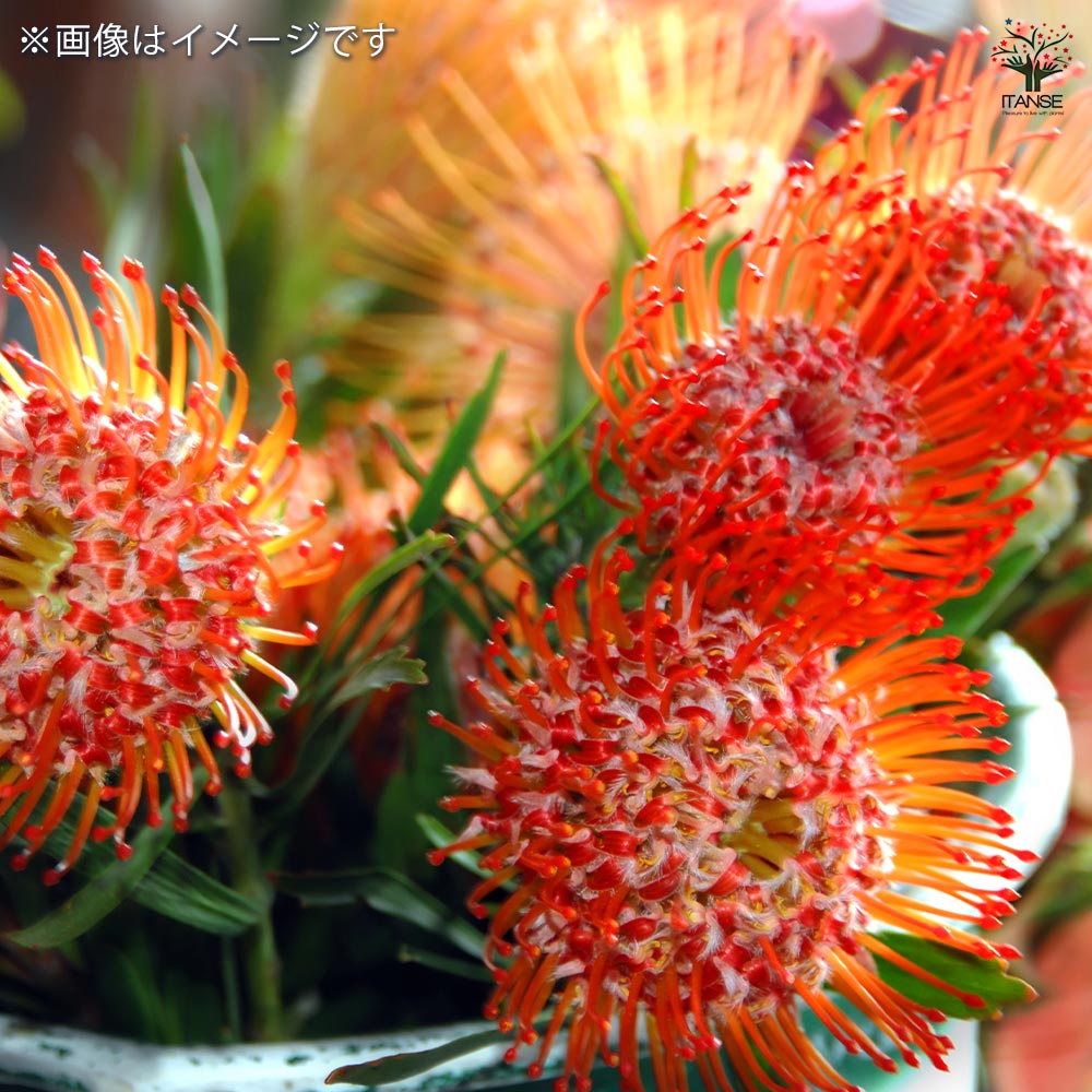リューコスペルマム リゴレット 【花木苗 6号／1個売り